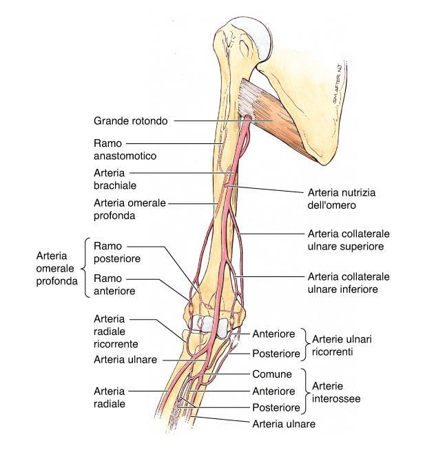 Anastomosi arteriose