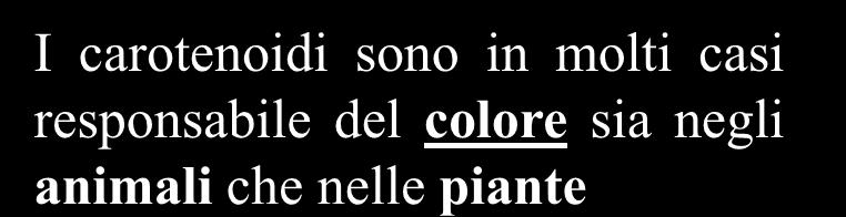 precursore della vitamina A dal quale deriva il retinale