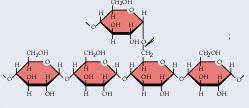 di Glucosio. È il costituente principale della parete cellulare nei vegetali.