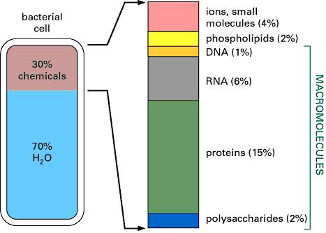 Le macromolecole, assieme, costituiscono la