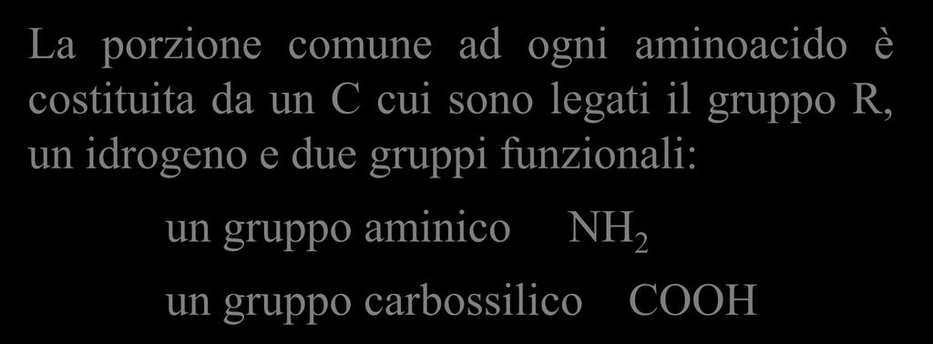 Il legame peptidico La porzione comune ad ogni aminoacido è costituita da un C cui sono legati