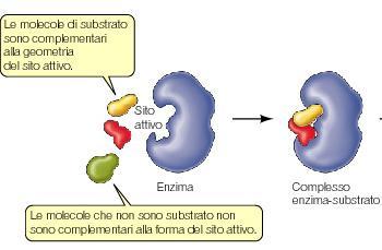Reazioni esoergoniche L enzima agisce essenzialmente abbassando l energia