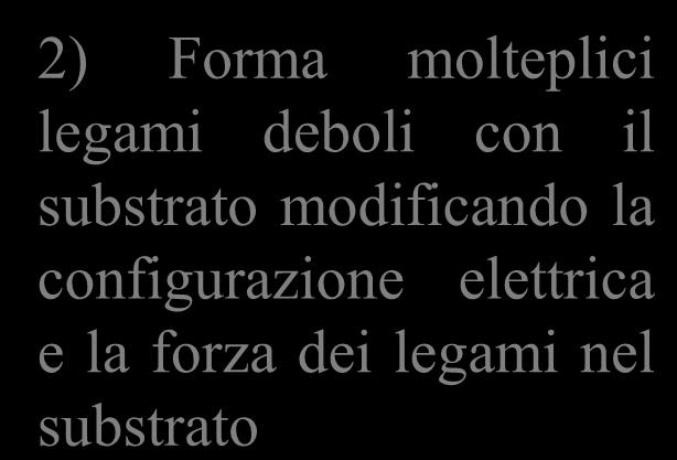 adatta 1) Orienta correttamente nello spazio le molecole che devono