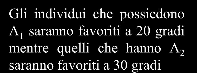 Isozimi Gli isozimi o isoenzimi sono forme leggermente diverse dello stesso enzima (possono avere uno o più aminoacidi di differenza) Uno dei vantaggi degli eterozigoti