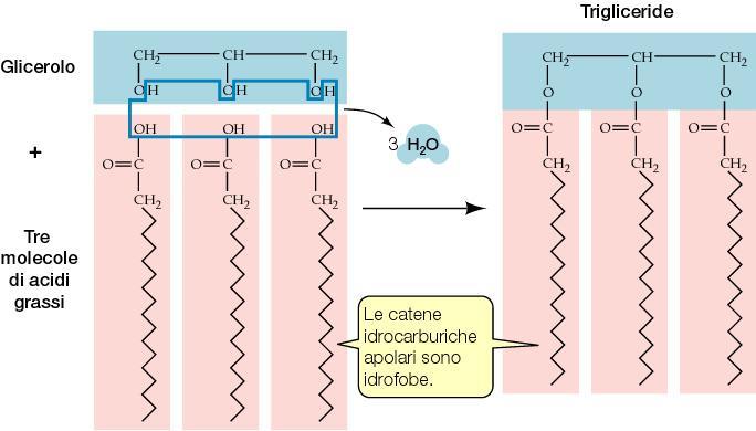 acido grasso e il gruppo OH del glicerolo.