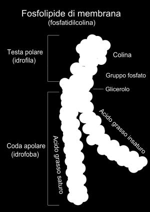 gruppo fosforico Fortemente polare Affinità per