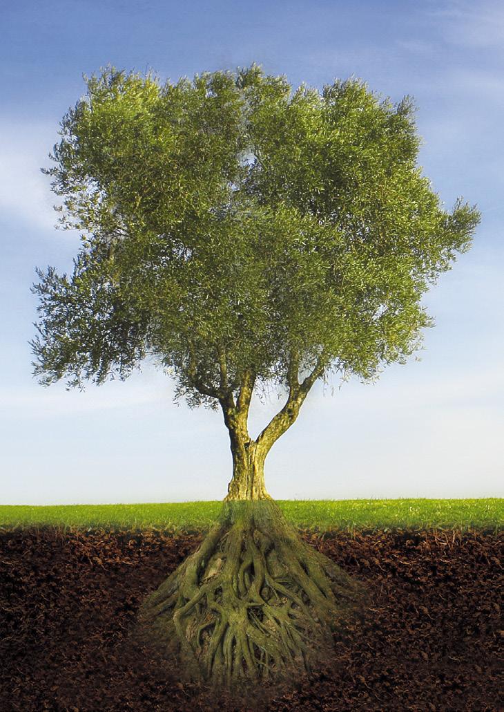 Mi ha spiegato cosa fossero gli impianti facendomi l esempio di un albero: l impianto è la radice, che