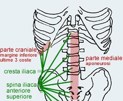 OBLIQUO INTERNO ORIGINE Legamento inguinale, spina iliaca anterosuperiore, linea intermedia della cresta iliaca,.