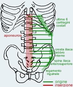 TRASVERSO DELL ADDOME ORIGINE Con 6 digitazioni dalla faccia interna