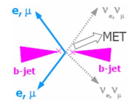 Canale dileptonico Costituisce solo il 5% dei possibili stati finali Topologia: 2 leptoni con alto p + grande T missing ET + 2 b jets Requisiti