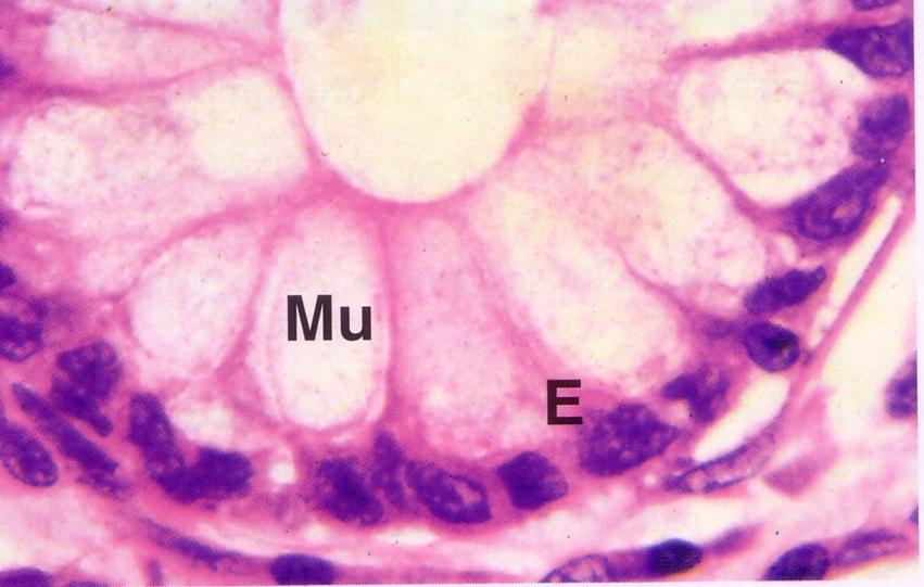 lume Cellule mucipare (Ricche di muco) Nuclei delle