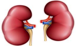 ACIDI NON CARBONICI Il metabolismo anaerobio fetale parte dalla formazione di acidi non carbonici e non volatili Attraverso 2 meccanismi: 1. acido urico 2.