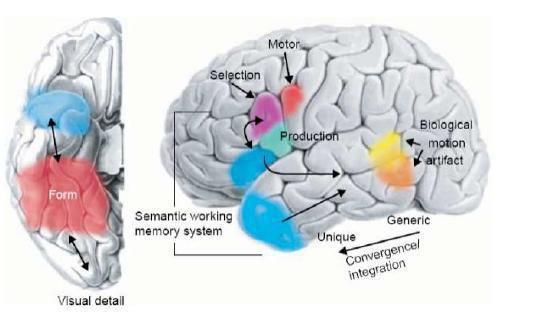 Fig.1.3: rappresentazione schematica della superficie ventrale (sinistra) e laterale (destra) del cervello.