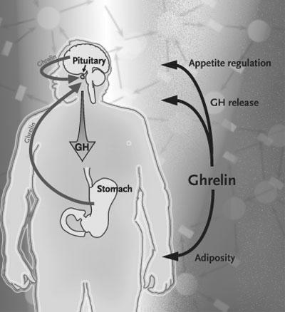 La Ghrelina stimola l assunzione di cibo (appetito, fattore orexigenico) La secrezione di Ghrelin