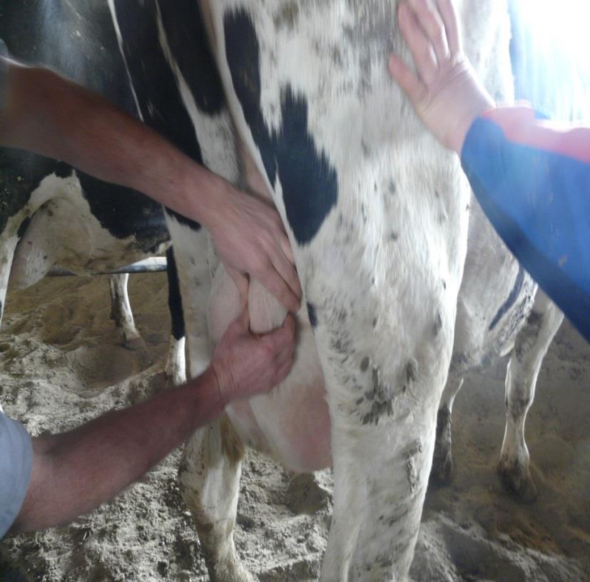 La mastite è la patologia più frequente nell allevamento bovino da latte La mastite è la patologia che causa di gran lunga il maggior consumo di antibiotici nell allevamento bovino L 80% delle