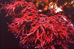 Questi pigmenti sono tipici dei principali tre gruppi: alghe rosse (Rhodophyta), presumibilmente