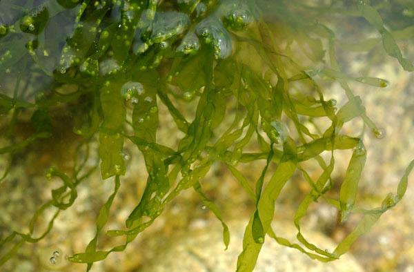 alghe brune (Phaeophyta), hanno una colorazione prevalentemente scura (clorofille di tipo a e c) e