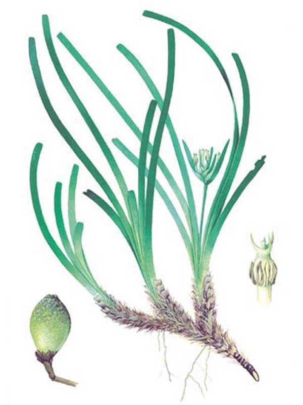 Le piante marine Le piante acquatiche, chiamate anche idrofite, sono piante il cui fabbisogno idrico è massimo.