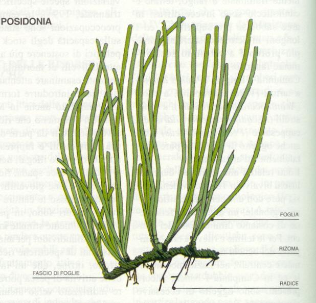 Posidonia La Posidonia oceanica è una pianta che abita esclusivamente il Mar Mediterraneo. È una vera pianta, provvista di radici, fusto, foglie, fiori e frutti.