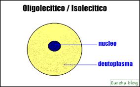 Segmentazione Quantità di tuorlo: Alecitiche: assente Oligolecitiche: scarso (molti invertebrati e mammiferi) Mesolecitiche: