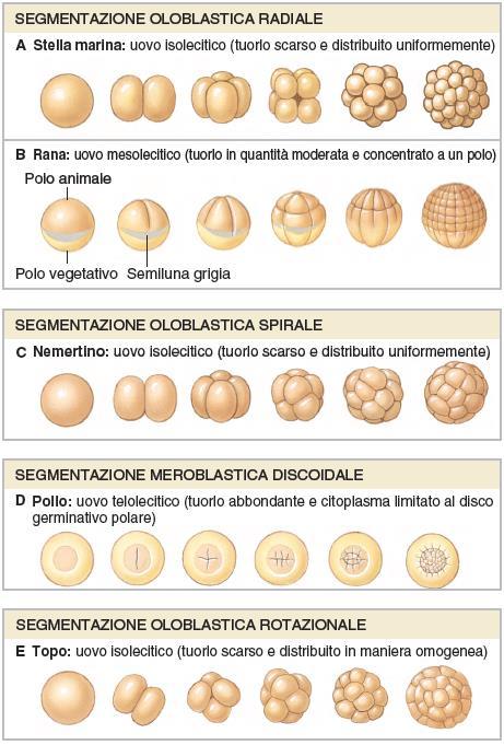 Segmentazione Segmentazione: Oloblastica: totale Meroblastica: parziale, no nel tuorlo Radiale: simmetria radiale sull asse animale-vegetativo Spirale: angolo di divisione 45