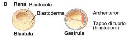 Blastula e