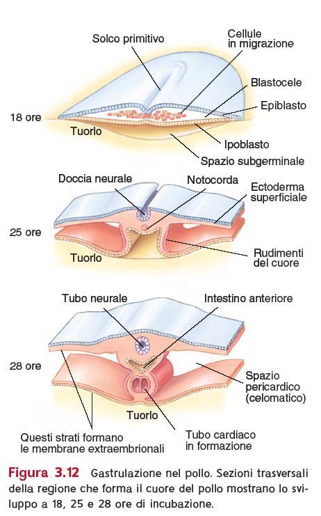 epiblasto + ipoblasto Cellule del