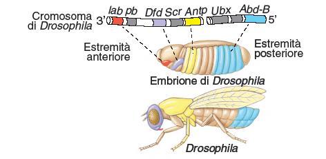 Organizzazione spaziale e dei metameri gradiente di mrna secreto da cellule nutrici materne