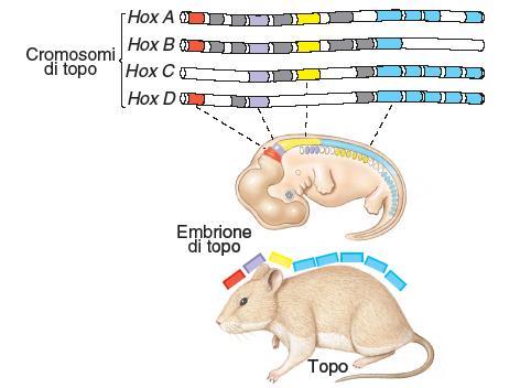 determinare asse anteroposteriore. Il corpo si suddivide in segmenti, metameri.