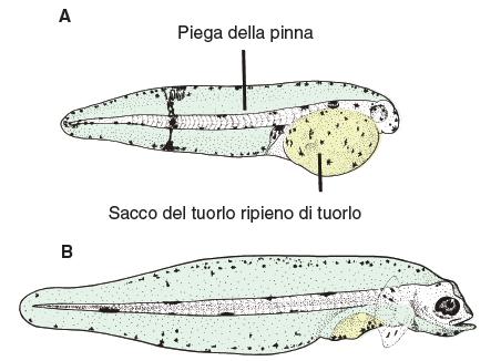 nei pesci: Sacca