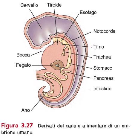 Sviluppo sistemi e organi Derivati del