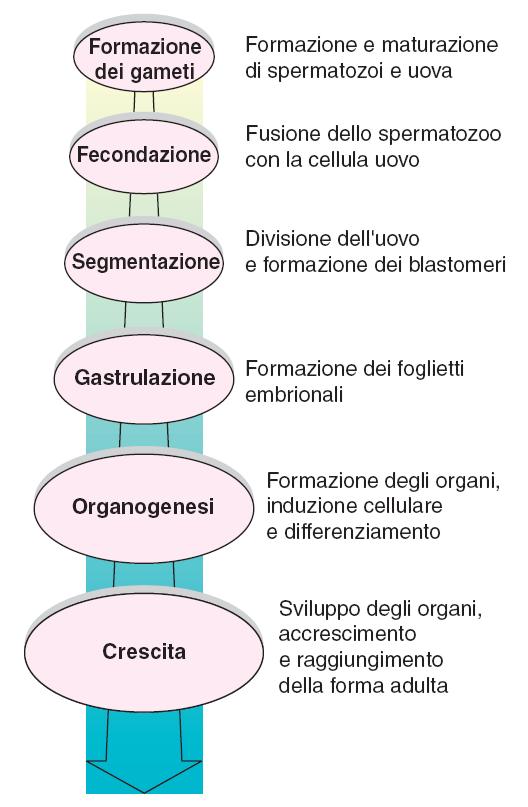 Cosa succede dopo la fecondazione?