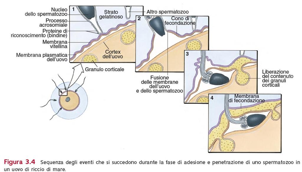 Fecondazione PROBLEMA 3 Evitare l entrata di più di uno spermatozoo (blocco polispermia). Riccio di mare 2.