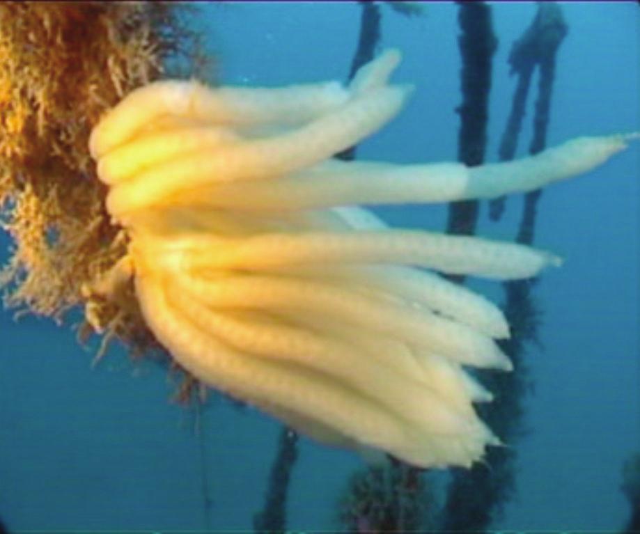 Fig. 1: Filigrana sp. Fig. 2: Pentapora fascialis.