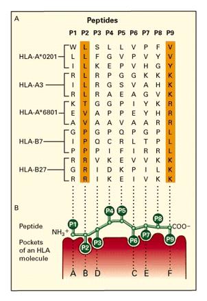 I peptidi interagiscono con le molecole HLA di classe I attraverso specifiche tasche nel sito di legame del peptide Di particolare rilevanza sono le tasche B e F che alloggiano le estremità N-