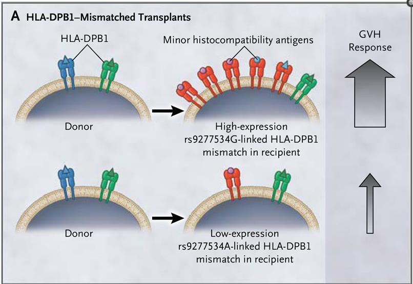 solo un allele DPB1 di differenza tra ricevente e