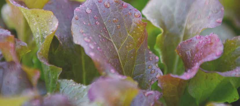 Colore rosso marcato, molto intenso e scuro fino alla base della foglia.