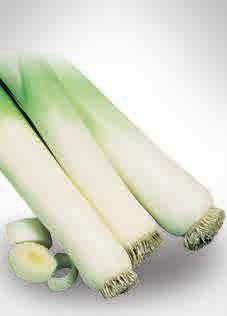 PR00003 PUERRO - LEEK