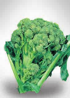 RP00103 BROCOLI DE