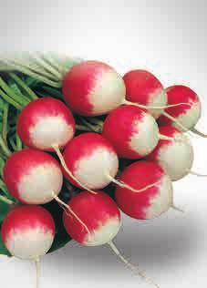 RADISH rosso tondo a