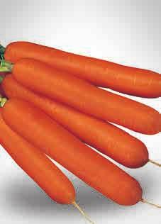 ZANAHORIA - CARROT