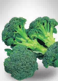 BROCCOLI Broccolo ramoso