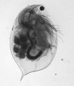 Macroinvertebrati acquatici, modelli sperimentali per la valutazione della tossicità Daphnia magna Artemia salina Daphnia magna Effetto su Artemia salina Farmaco Aminosidina Bacitracina Flumequina T