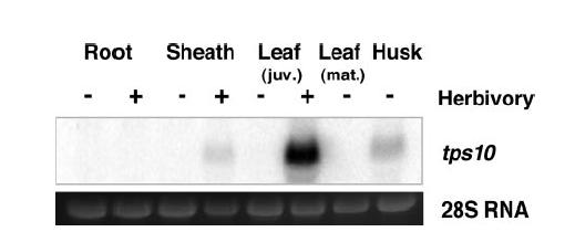 Gene della terpene sintetasi TPS10 1. Iperespressione in batteri 2.