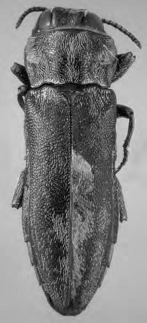 Tre nuove specie di Agrilus Curtis, 1852 del Burkina Faso (Coleoptera: Buprestidae) Agrilus (Diplolophotus) steppicus n. sp. (fig.