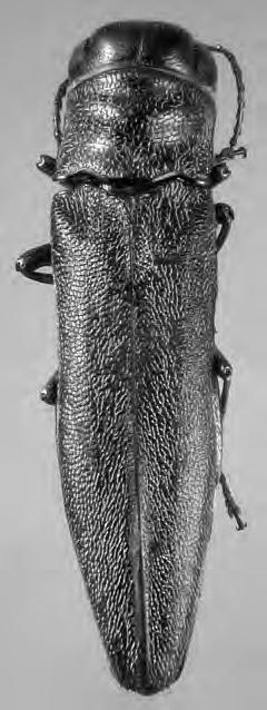 Tre nuove specie di Agrilus Curtis, 1852 del Burkina Faso (Coleoptera: Buprestidae) Agrilus (Robertius) simonellus n. sp. (fig.