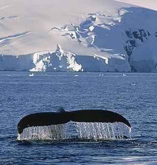 oceano australe