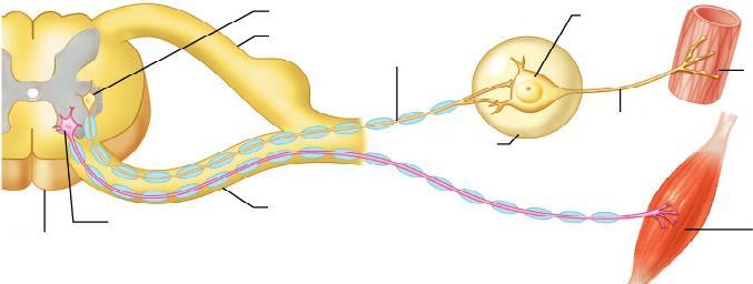 Differenze fra le fibre motorie somatiche ed autonome Sistema motorio somatico Un motoneurone si estende dal SNC al muscolo scheletrico Gli assoni sono mielinici, conducono gli impulsi rapidamente