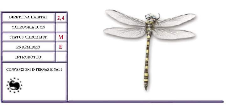 Cordulegaster trinacriae (Waterston, 1976) Sistematica ed identificazione La sistematica del genere Cordulegaster è alquanto controversa; la specie è stata originariamente descritta da Waterston