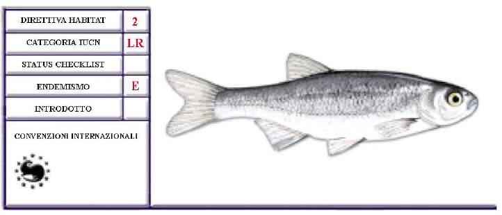 Pesci Alburnus albidus (Costa, 1838) - Alborella meridionale Distribuzione E specie endemica dell Italia meridionale, distribuita nei corsi d acqua appenninici dell Abruzzo, del Molise, della